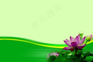 莲花图片