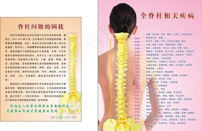 脊柱图片cdr矢量模版下载