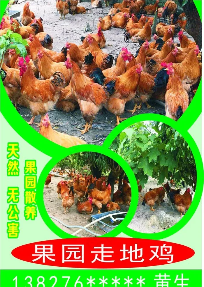 天然无公害果园散养走地鸡图片cdr矢量模版下载