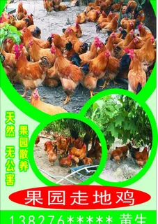 天然无公害果园散养走地鸡图片