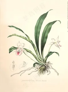 手绘花朵 兰花插画 植物 自然图片 手绘花朵 兰花插画 植物 自然图片