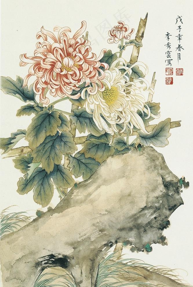 菊花图片