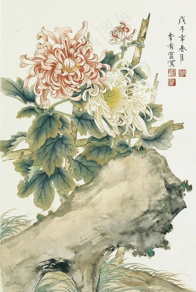 菊花图片
