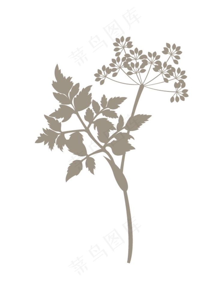 当归植物手绘矢量图图片