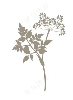 当归植物手绘矢量图图片