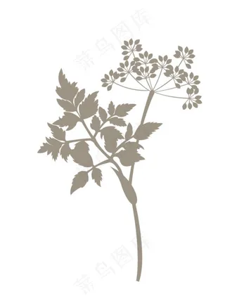 当归植物手绘矢量图图片