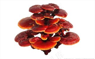 灵芝图片