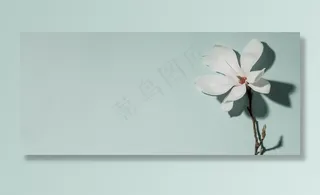 木兰花背景图片