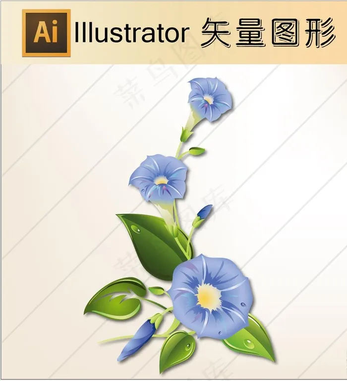 牵牛花图片