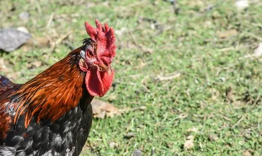 鸡公图片 鸡公图片