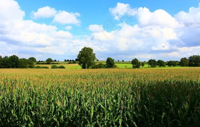玉米地田园图片