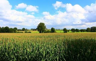 玉米地田园图片