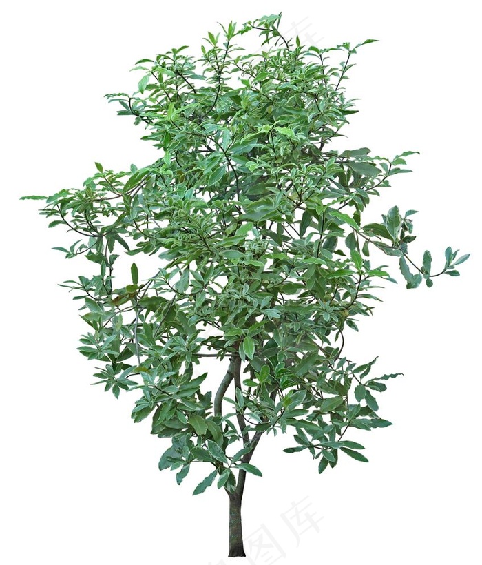 免扣植物素材图片