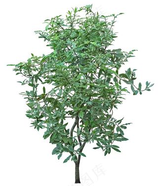 免扣植物素材图片