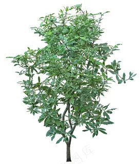 免扣植物素材图片 免扣植物素材图片