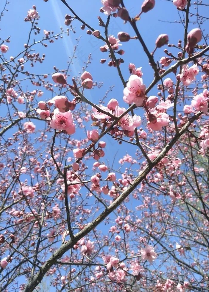 樱花风景图片