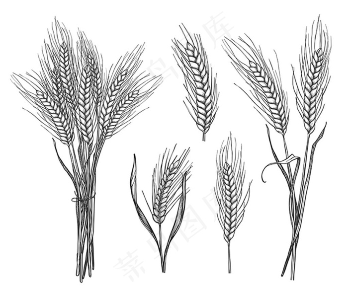 小麦手绘线描线条素材图片
