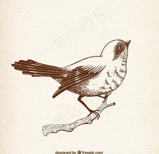矢量鸟图片