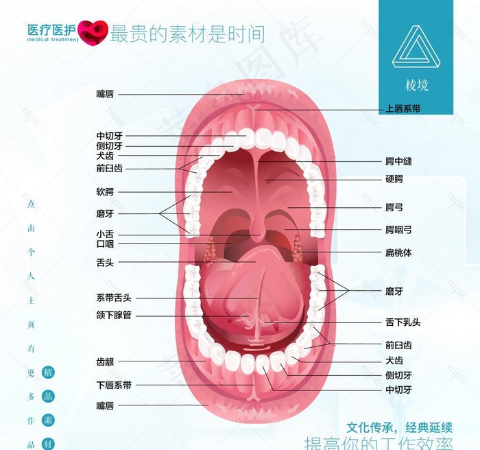 口腔图片ai矢量模版下载