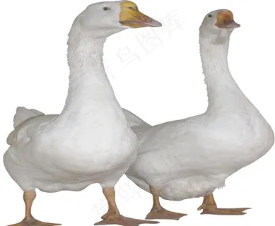 大白鹅图片