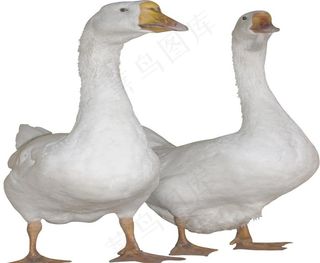 大白鹅图片
