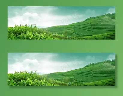 茶园图片 茶园图片