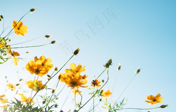 黄色花卉图片