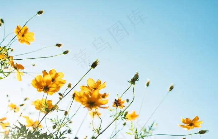 黄色花卉图片