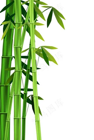 竹子图片