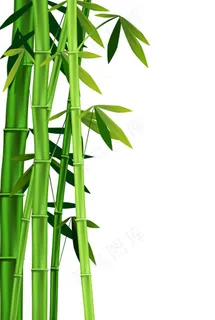 竹子图片 竹子图片