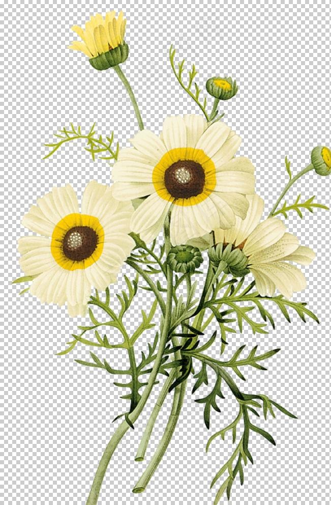 花免抠元素图片