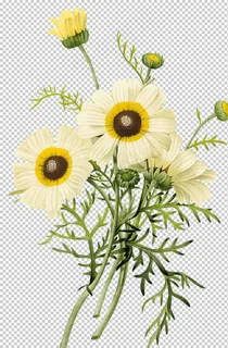 花免抠元素图片