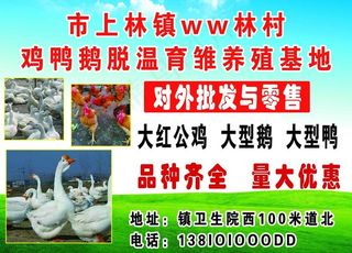 养殖厂广告鸡鸭鹅图片