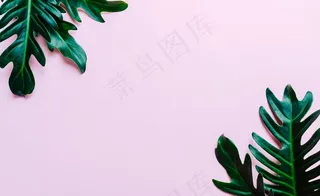 树叶背景图片