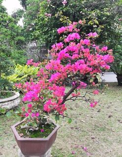 三角梅盆栽图片 三角梅盆栽图片