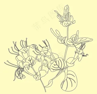 金银花图片