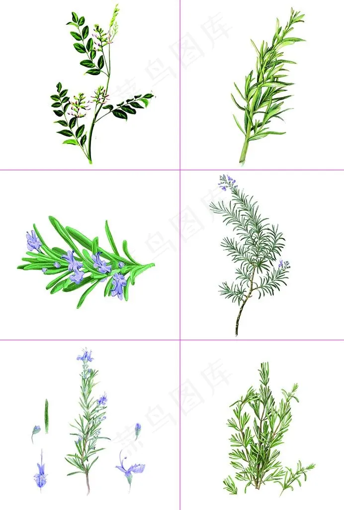 055草药图片psd模版下载