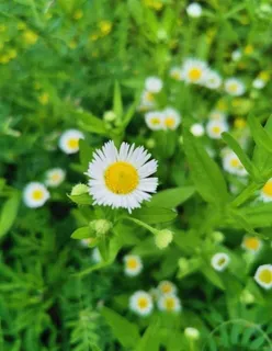 菊花图片 菊花图片