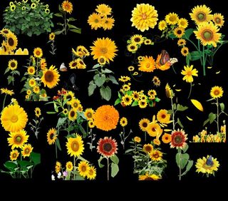 向日葵分层素材图片