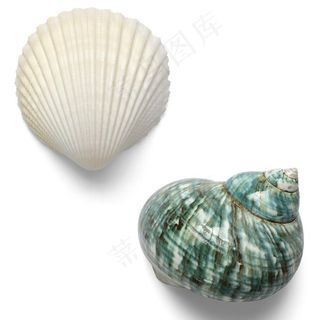 贝壳图片