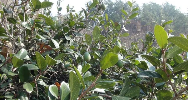 薜荔图片 薜荔图片