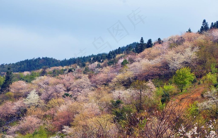 野樱花图片