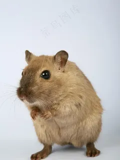 老鼠图片