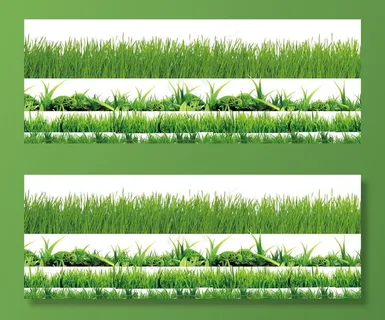 草 花草图片 草 花草图片