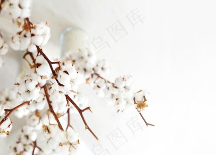 棉花枝图片 棉花枝图片