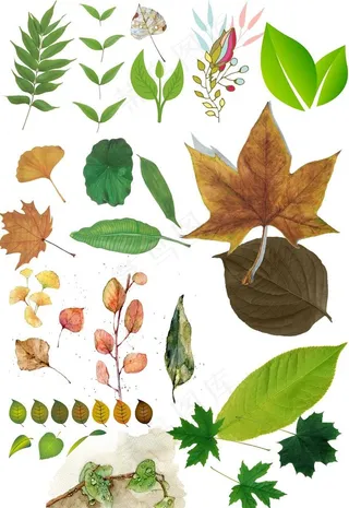 树叶免抠图设计元素图片