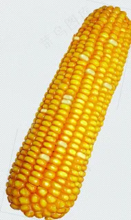 花白玉米分层素材图片
