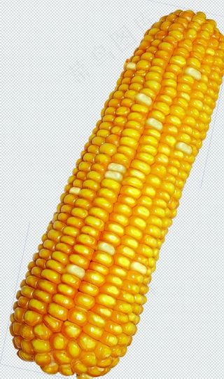花白玉米分层素材图片
