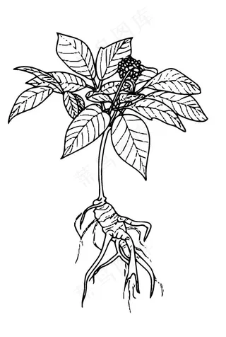 草药 线稿图片
