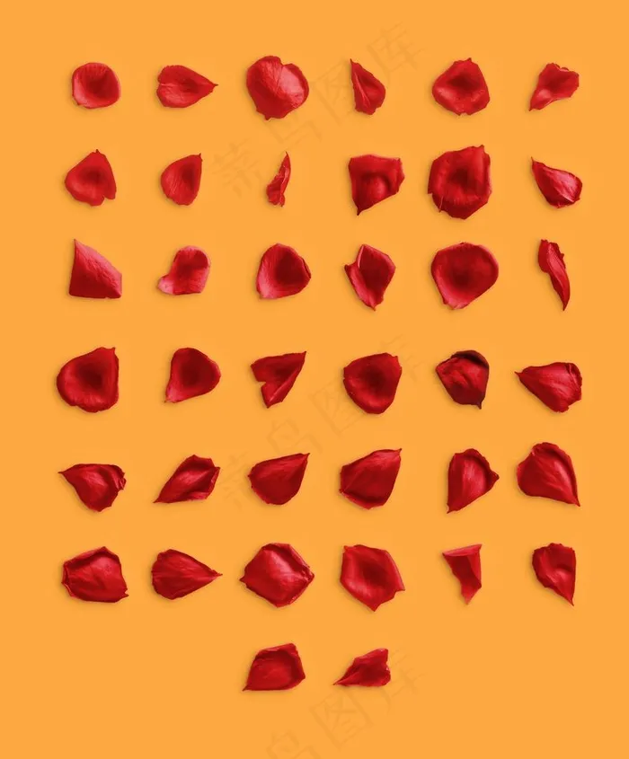 玫瑰花瓣图片psd模版下载